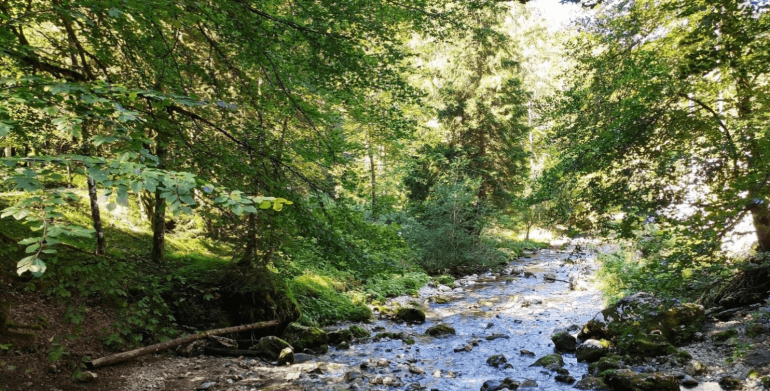 A special e-book features forewords by Pope Francis and UN Secretary General Guterres. Titled "Laudato si' Reader. An Alliance of Care for Our Common Home," the work presents reflections and reactions to the encyclical Laudato si' around the world. From 12 November it will be available as a free download from the website of the Dicastery for Integral Human Development, which promoted its publication through Libreria Editrice Vaticana (LEV).